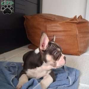 Jasper, French Bulldog Puppy